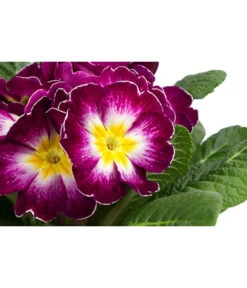 Primel In Sonderfarben, Verschiedene Sorten 17 Primel In Sonderfarben, Verschiedene Sorten -Gardena Store 8817439 WE DE 003 PrimulaSonderfarbenLilaT12