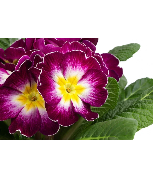 Primel In Sonderfarben, Verschiedene Sorten 8 Primel In Sonderfarben, Verschiedene Sorten – Bild 8