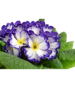 Primel In Sonderfarben, Verschiedene Sorten 19 Primel In Sonderfarben, Verschiedene Sorten -Gardena Store 8817439 WE DE 005 PrimulaSonderfarbenBlauT12