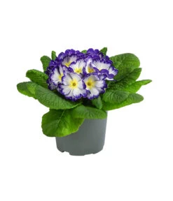 Primel In Sonderfarben, Verschiedene Sorten 14 Primel In Sonderfarben, Verschiedene Sorten -Gardena Store 8817439 WE FS 005 PrimulaSonderfarbenBlauT12