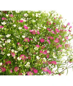 Schleierkraut-Duo -Gardena Store 8822231 WE DE 001 GypsophyllaTwinSchleierkrautT13DehnerExpressHerzig