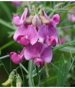 Duftwicke -Gardena Store 8824914 WE DE 001 LathyrusOdoratusRosaPixabay