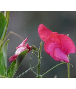 Duftwicke -Gardena Store 8824914 WE DE 002 LathyrusOdoratusRotPixabay