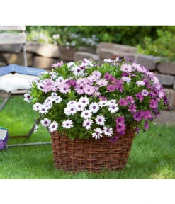 Kapkörbchen, Verschiedene Farben -Gardena Store 8825556 WE FS 001 KapkoerbchenSlOsteospermumEckl