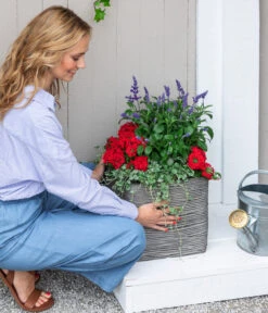 Silberregen -Gardena Store 8826190 WE MO 001 SalivaT12 RotBlau