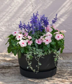 Silberregen -Gardena Store 8826190 WE MO 002 SalviafrainaceaSalbeiT12