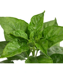 Chili 'Habanero', Rot -Gardena Store 8830333 WE DE 002 ChiliHabaneroRot