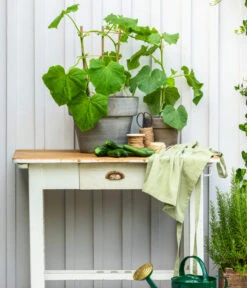 Schlangengurke -Gardena Store 8830663 WE MO 002 Gurke CucurbitaePepoZucchiniGruen