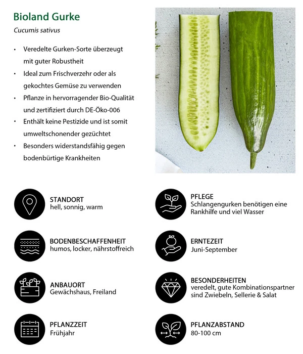 Bioland Gurke, Veredelt 6 Bioland Gurke, Veredelt – Bild 6