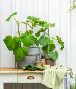 Snackgurke -Gardena Store 8830960 20200717 PR MO 001 Gurke CucurbitaePepoZucchiniGruen 2021 GC13 01