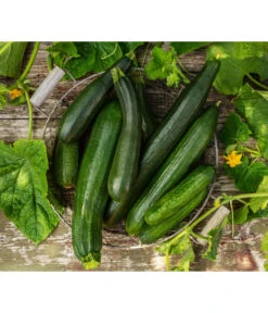 Schlangengurke -Gardena Store 8831000 8830788 WE MO 001 GurkeZucchini