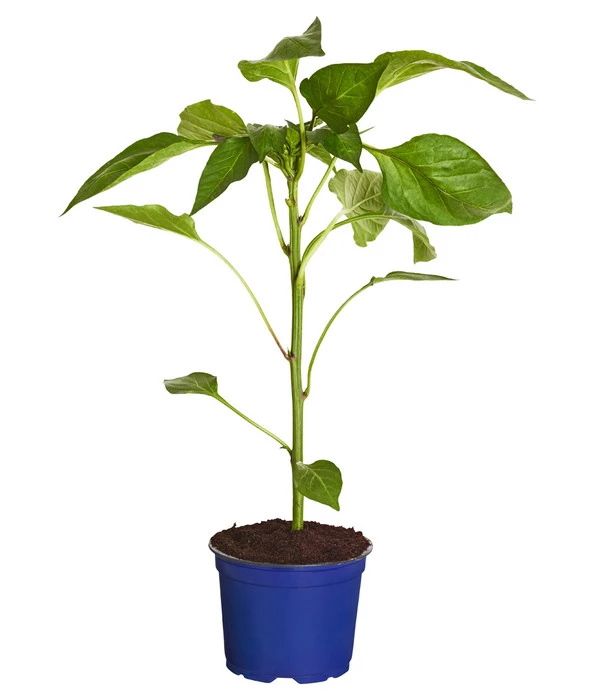 Dehner Gourmet Garten Tomatenpaprika 2 Dehner Gourmet Garten Tomatenpaprika – Bild 2