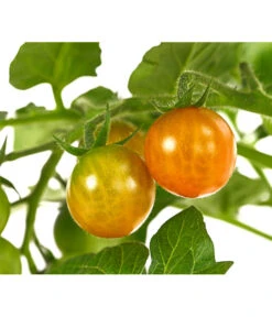 Pick-a-Tom® Cocktailtomate 'Candy' Mit Früchten -Gardena Store 8838815 WE DE 001 PickaTomBeerentomateCandyT14