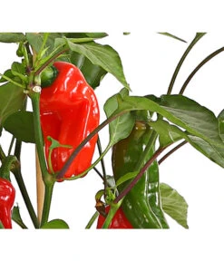 Pick-a-Pep® Snackpaprika Mit Früchten -Gardena Store 8838823 SnackpaprikaRotMitFrucht