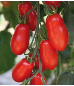 Mini San-Marzano Tomate 'Trilly' -Gardena Store 8839144 we DE 001 TomateTrilly