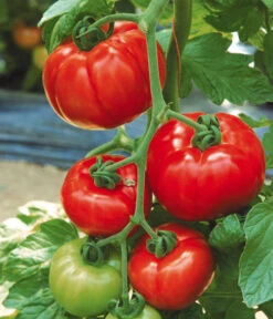 Tomate 'Garance' -Gardena Store 8839169 WE MO 002 FleischtomateGarance
