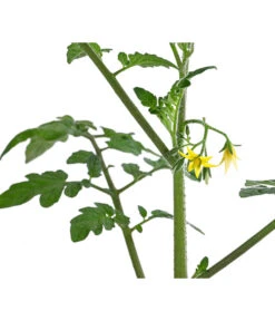 Cherrytomate 'Pepe' -Gardena Store 8839243 WE DE 001 CherrytomateRot