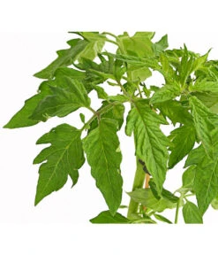 Bioland Fleischtomate 9 Bioland Fleischtomate -Gardena Store 8842627 WE DE 001 BioFleischtomateT12DehnerExpressHerzig