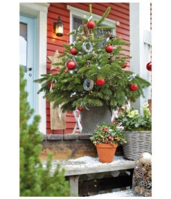 Nordmann-Tanne, Ca. 60-80 Cm, Im Topf Gewachsen -Gardena Store 8995763 PR MO 005 AbiesNordmannianaNordmanntanneImTopfGewachsenWeihnachtsshooting2015