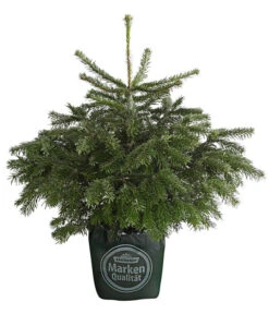 Nordmann-Tanne, Ca. 60-80 Cm, Im Topf Gewachsen
