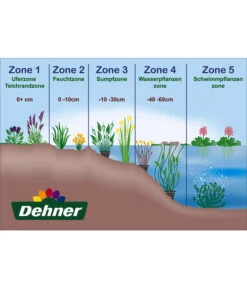 Dehner Seerose 'Aurora' -Gardena Store WE DE 001 Teichzonen Wasserpflanzen Schild 1