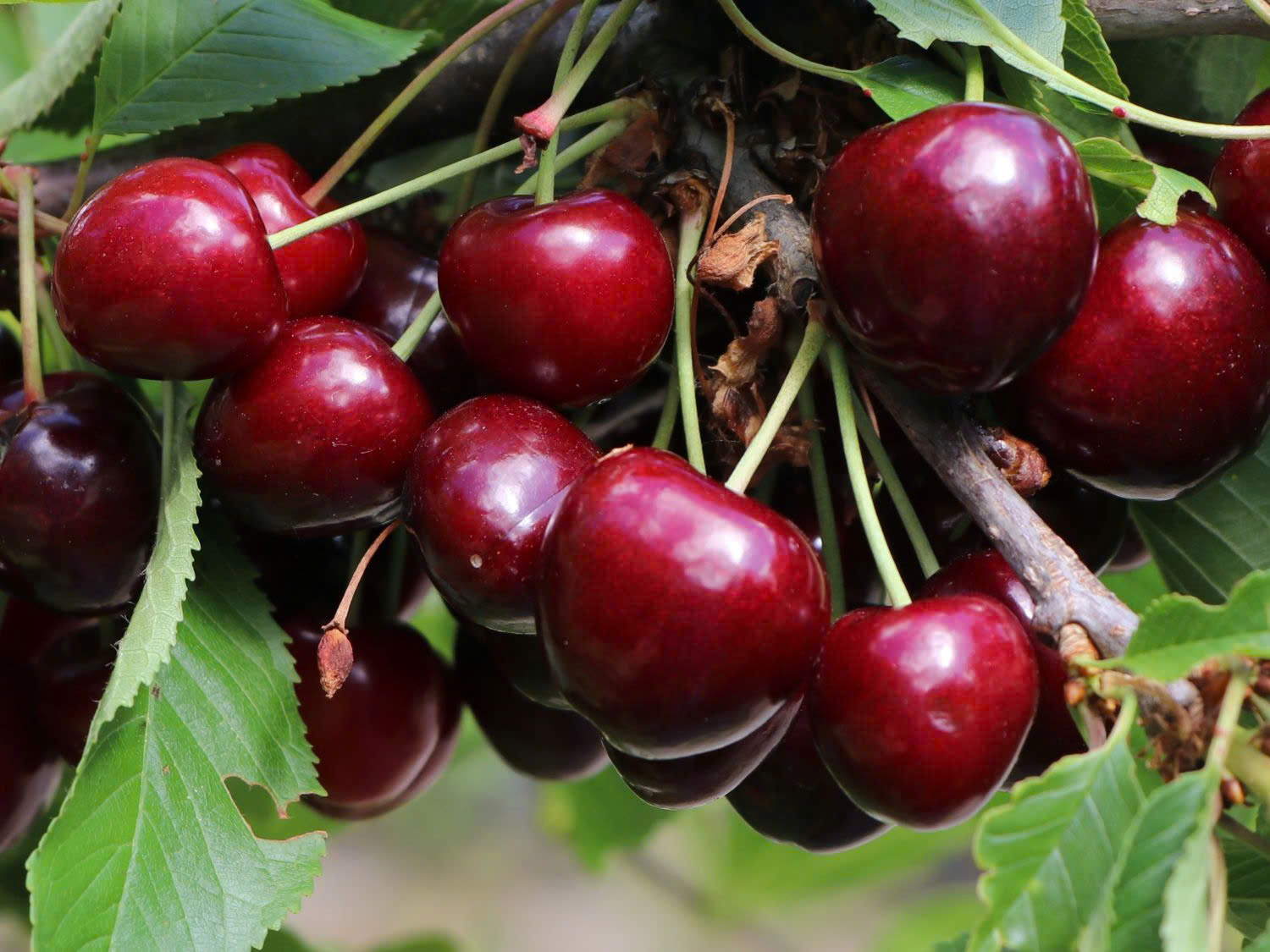 Gardena Store -Gardena Store z6615199648555 36e4ff8326b26debaab980960f91b5f6